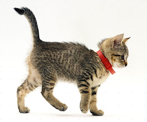An example of a pseudocarbon collar on a kitten