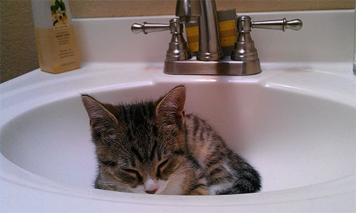 För att bli av med små kattungar från loppor brukar du använda speciella schampon.