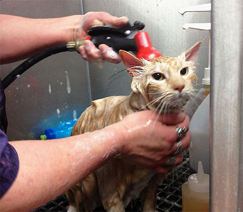 Fontos, hogy a macskát alaposan mossuk ki egy bolha sampon használata után.