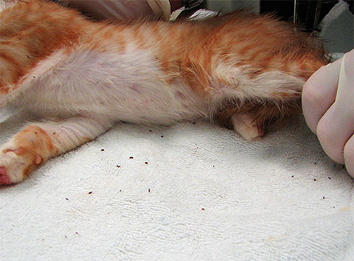 Om en katt har ett stort antal loppor, kan det behöva behandlas för tillhörande sjukdomar.