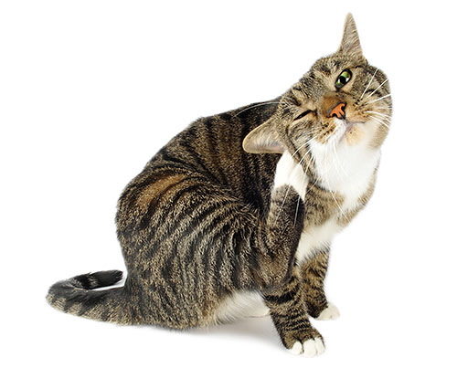 Permanenta loppbett kan leda till svår dermatit i en katt på grund av konstant repor.