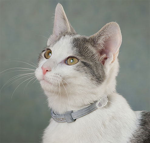 För att förhindra återinfektion av en katt med loppor är det önskvärt att bära en anti-loppkrage på den.