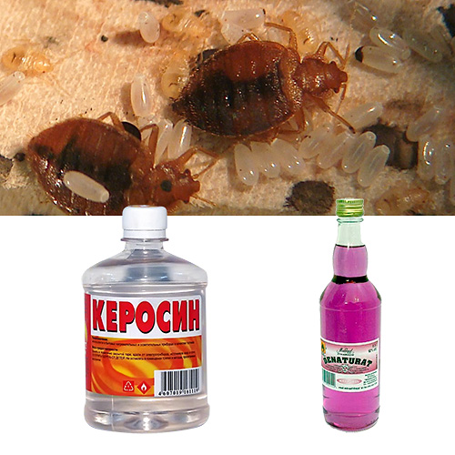Let's try to figure out whether you can really get rid of bedbugs in the house with the help of kerosene and denatured alcohol ...