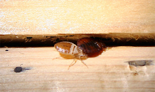 The smell of kerosene and meth can cause bedbugs to crawl out of hard to reach places.
