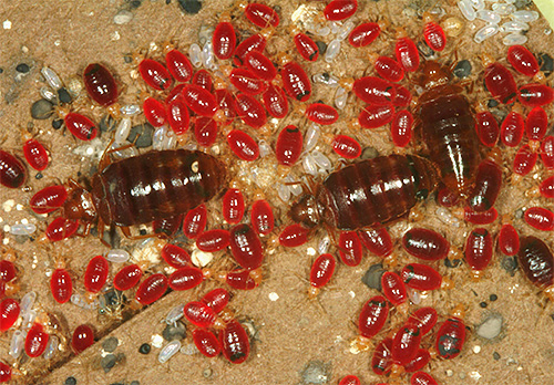 The photo shows well-fed bed bugs and their larvae, drunk with blood.