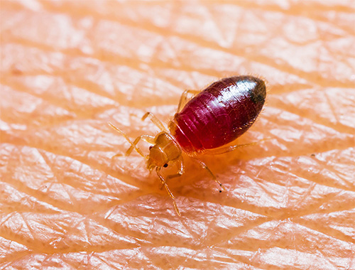 For getting rid of bedbugs, it is better to prefer modern insecticidal preparations.