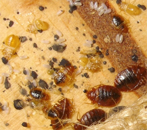 The use of kerosene will not destroy eggs for bedbugs.