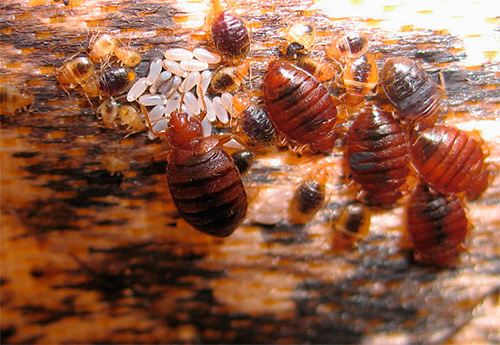 The photo shows a typical nest of bed bugs: visible adults, larvae and eggs of parasites