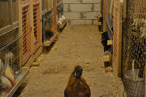Under behandlingen av loppa kycklingar bör noggrann uppmärksamhet ägnas åt behandlingen av kycklingkroppen själv.