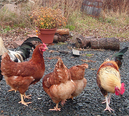 I både stora företag och små gårdar kan utseendet på kycklingflöden vara belagt med fågelns sjukdom och dödsfall.