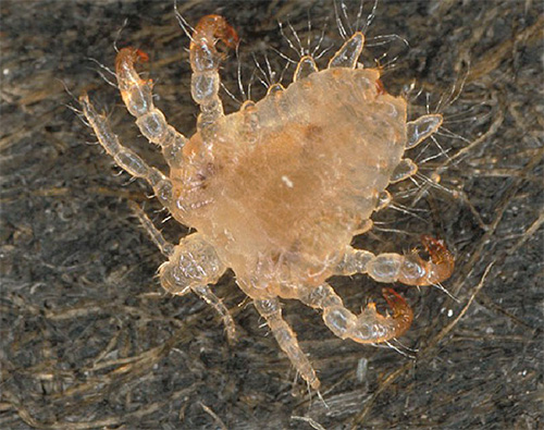 The chitinous cover of the pubic lice is translucent, which makes them less visible on the human body.