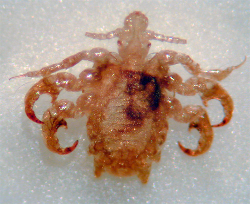 Pubic louse with high magnification