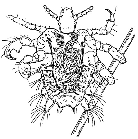 In this picture you can see some details of the structure of the pubic louse.