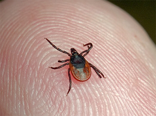 Ticks have 8 legs, while lice have only 6.