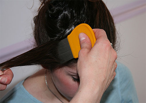 After the treatment with Medfox, it is worthwhile to comb the hair with a louse comb.