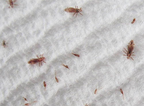 Dead and weakened lice, combed out of the hair, are particularly clearly visible on white fabric