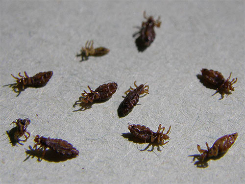 If there are many lice, it can be difficult to get rid of them only with the help of hydrogen peroxide.
