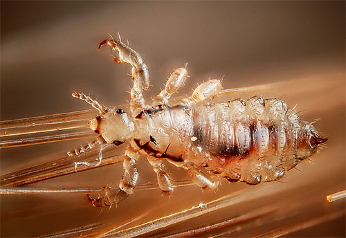 Even diluted twice the hydrogen peroxide retains its high activity against lice, while becoming less dangerous in circulation to humans.