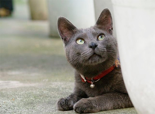 Anti-flea collars will help protect the pet from jumping on it new fleas from the floor