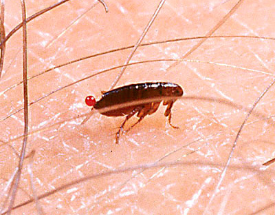 Fleas disturb a person primarily with their bites.