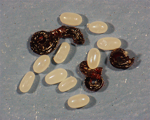 The picture shows the eggs and larvae of fleas.
