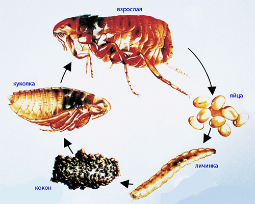 The picture shows the life cycle of a flea.