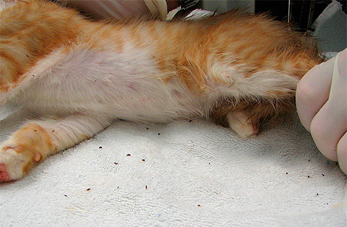 The cause of fleas in your bed is usually the presence of these parasites in domestic animals.