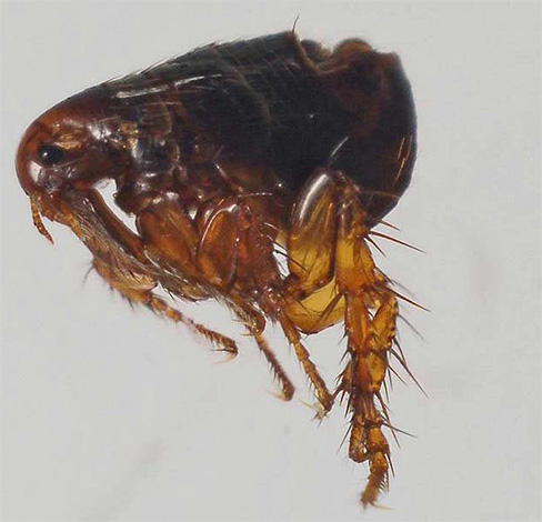 Human housing can parasitize a wide variety of fleas: usually these are dog, cat, rat and human fleas.