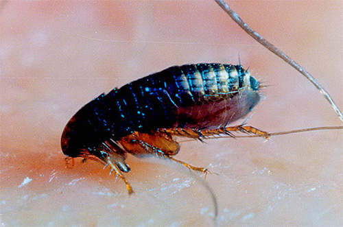 Fleas can eat a person’s crock with no less success than parasitizing animals