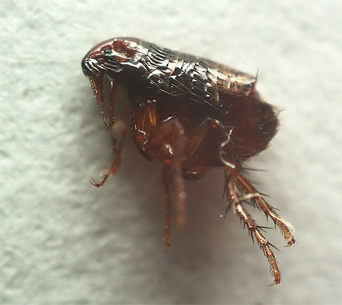 The photograph of a flea under a microscope shows that its hind legs are especially well developed.