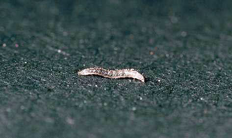 Lopper larver kan leva i lägenheter på mattan.