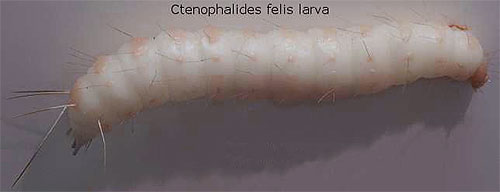 Doba vývoje larvy blech významně závisí na teplotě okolí.