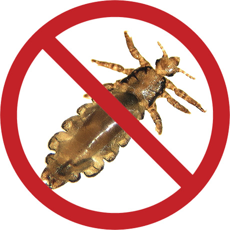 Get acquainted with the most effective means to combat lice and nits