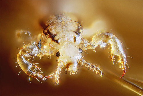 Modern lice, unfortunately, are often resistant to many insecticides.