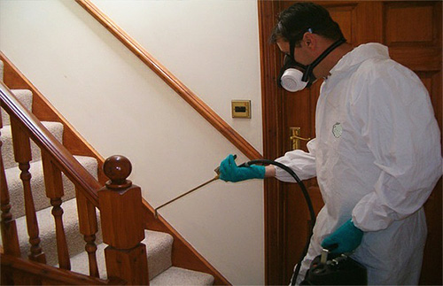 Suite-tjänsten innehåller fullständig förberedelse av rummet för behandling av bedbugs och dess rengöring efter.