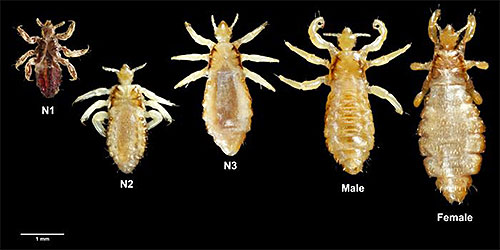 Bilden visar löss av olika storlekar: från larver till vuxna individer