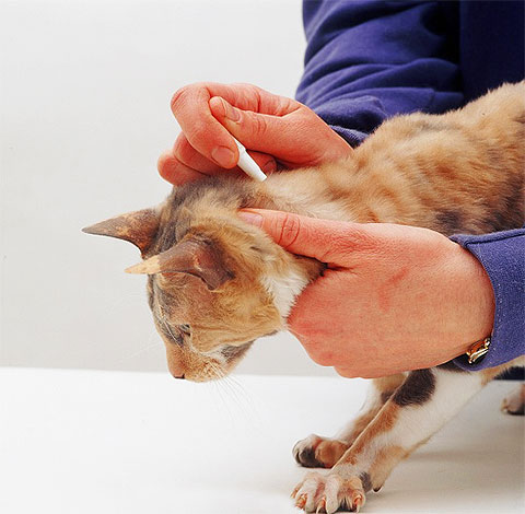A macska bőrére a bolha cseppeket a koponya alján alkalmazzák.