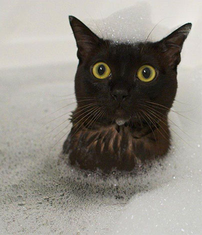 Amikor a macskát rovarölő samponnal mosjuk, fontos biztosítani, hogy a hab ne kerüljön a szemébe vagy a szájába.