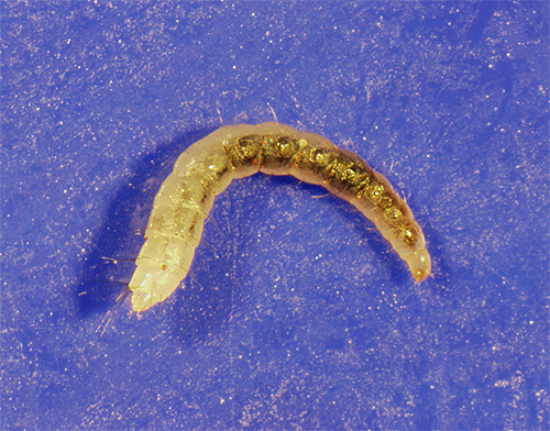 Flea larvae can hide, for example, behind plinths or in a pile of carpet