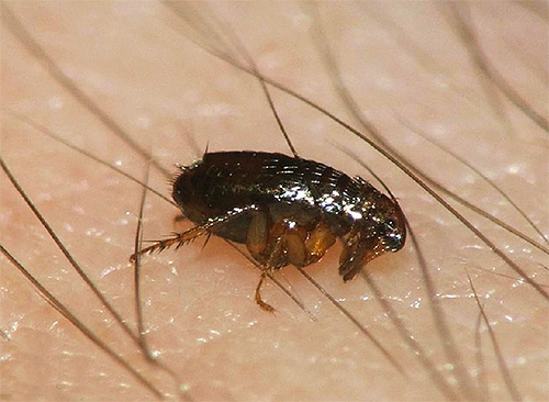 Even one flea seen in the house is a reason to thoroughly sanitize housing