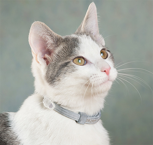 Example of a flea insecticide collar on a cat