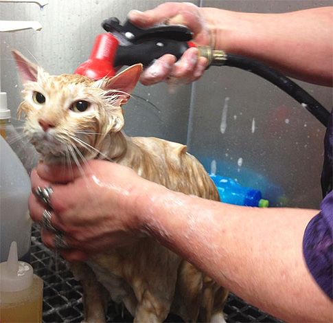 Some time after treatment with the spray, the animal must be redeemed under running water.