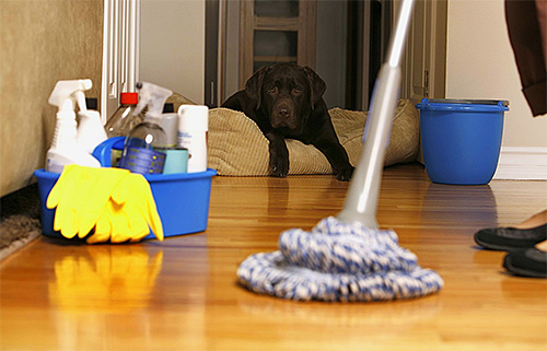 After treatment of the house from fleas, you should then carry out a thorough wet cleaning.