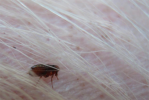 Fleas can easily enter the house on the animal's fur.