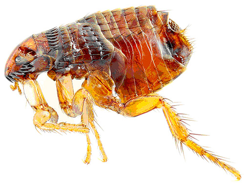 Insecticides in Blochnet drops cause rapid paralysis and death of fleas.