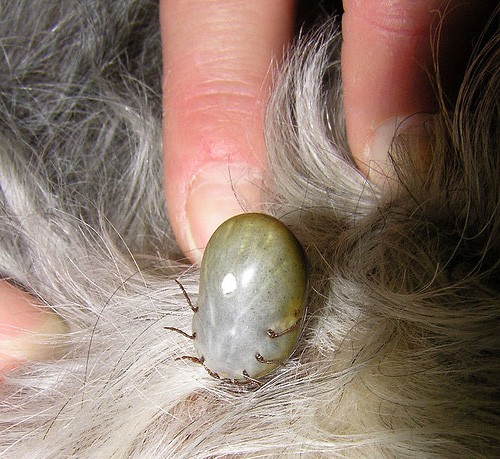 When detecting a tick, blochnet needs to be applied directly to the parasite.