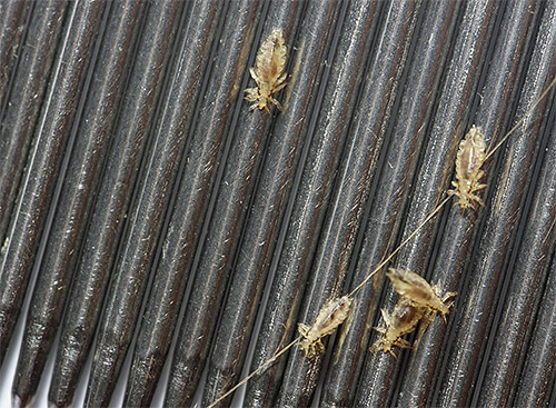 On the photo - lice combed using a special comb