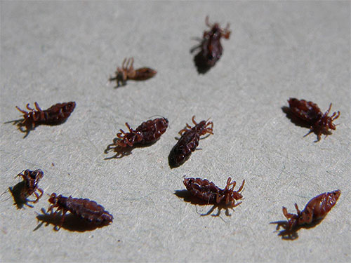 Nové insekticidy způsobují rychlou paralýzu a smrt hmyzu