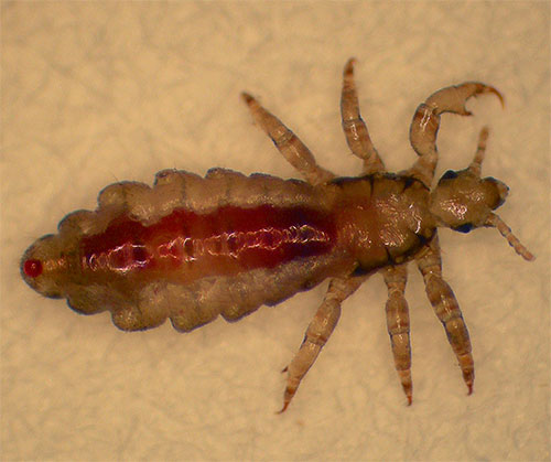 Insekticidy ve složení moderních Dichlorvos jsou velmi účinné proti dospělým vši a larvám.