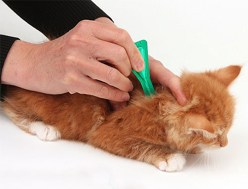 A rövid vagy közepes hajú cicák alkalmasak bolhák kezelésére rovarölő cseppekkel.